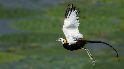 Pheasant-tailed jacana