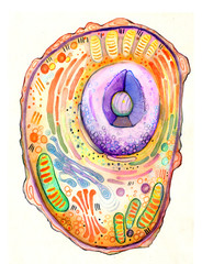 Body cell structure, watercolor illustration - 344561623