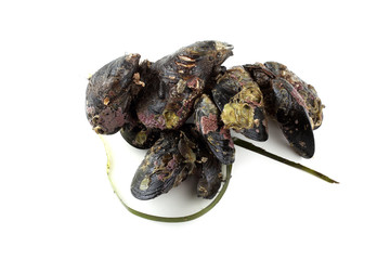 Mussels