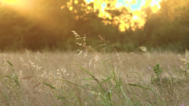 Grasses in a field with a beautiful sunset backlight and flares