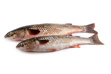 Pelengas (So-iny mullet)