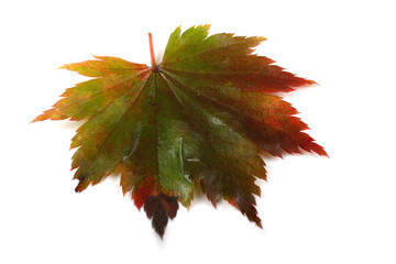 Autumn maple leaf