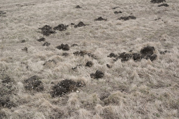 Field - Ground and soil with dry grass and nound of clay and stones. Minimalist detail of nature. Shallow focus.