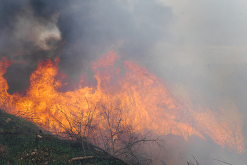 wildfire, forest fire, burning forest, field fire,