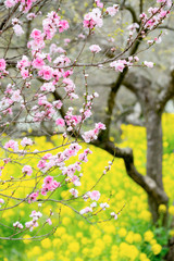 A tree with pink cherry blossoms against the backdrop of a field of yellow and green rapeseed