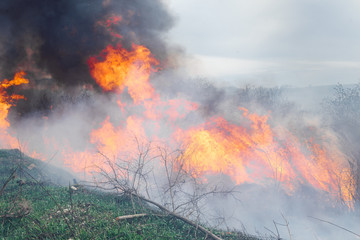 Fototapeta premium Dry grass burns in a forest fire with bright and large tongues of fire. The problem of environmental pollution.