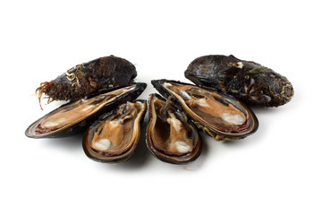 Mussels