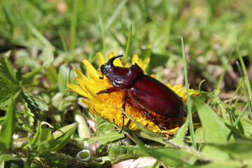 butterfly on a flower