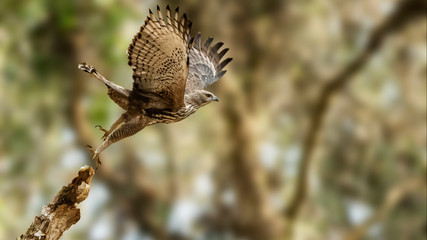 Changeable hawk-eagle