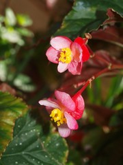 Bright pink red blooming Begonia cucullata in the garden.  Two small red flowers with yellow stamens with leaves. Close up, macro view. Concept beautiful picture of houseplant begonia. Flowering 