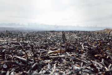 Background and texture of burnt grass. The ash of burnt plants on the scorched earth. The threat of global warming. Forest fires as a consequence of hot weather.
