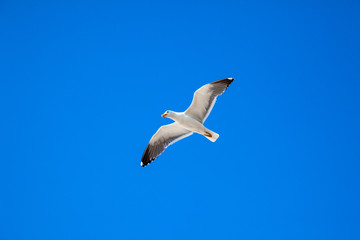 A seagull soars against a blue summer sky