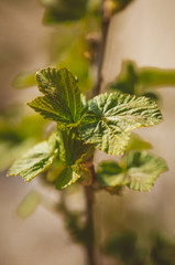 Spring young leaves of currant. Currant branch with young leaves on a blurry background.
