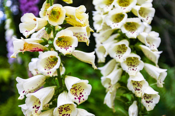 Foxgloves in woodland © Ian Luck