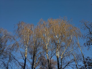 Obraz na płótnie Canvas Birch tree spring 