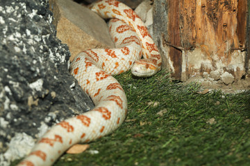 The corn snake is beautiful have orange and white color in garden