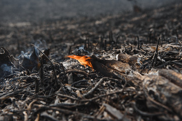 Isolated closeup of naturally monochromatic ashes and burnt yard waste (pine needles, branches, etc) left in the aftermath of a fire. Wide frame in landscape orientation.