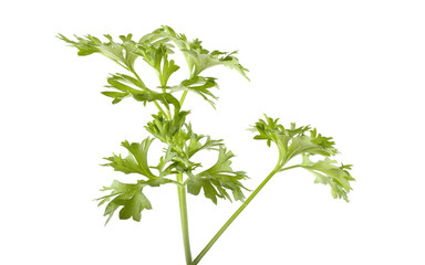 Parsley