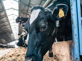 Farm with cows. agricultural industry