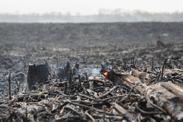 Isolated closeup of naturally monochromatic ashes and burnt yard waste (pine needles, branches,...