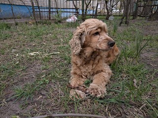 dog cocker spaniel