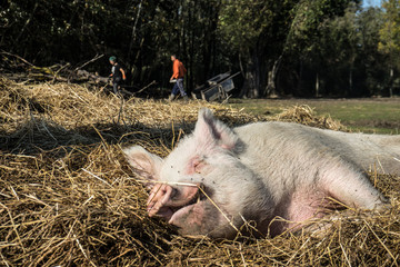 Maialino felice vegan