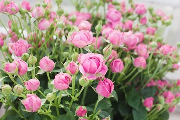 Obraz premium Misty roses bush background