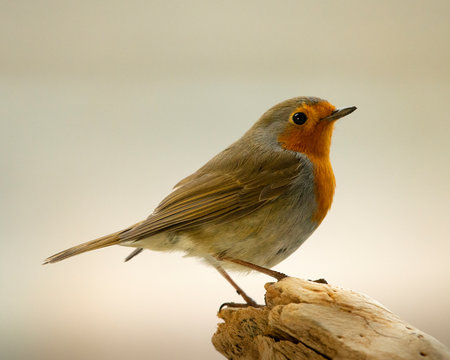 European Robin