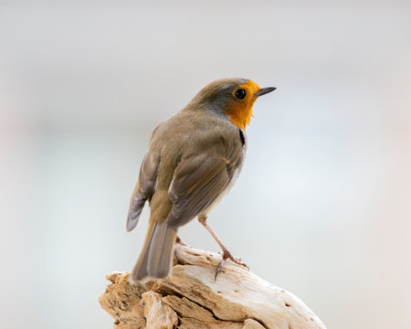European Robin