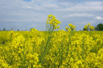 yellow rapeseed field detail photo