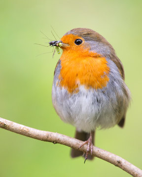 European Robin