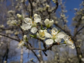 flowering spring plum