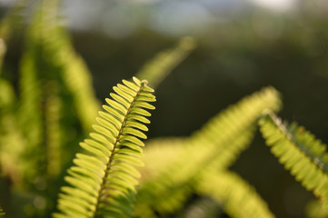 Fern green leaves in garden on natural background