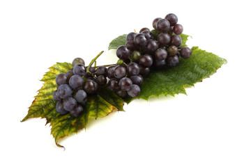 Black wine grape on autumn leaf