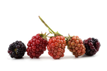 Blackberries. Ripe and unripe