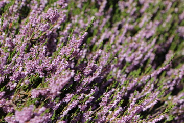 Fototapeta premium Flor de alta montaña