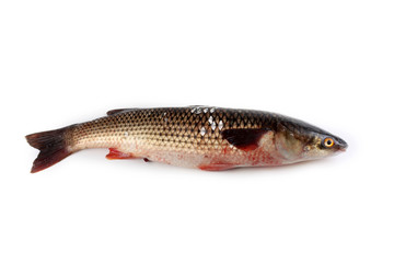 Pelengas (So-iny mullet)