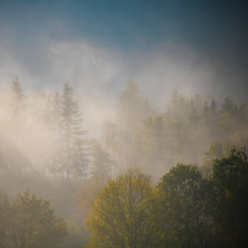Trees In Forest Against Sky At Foggy Weather