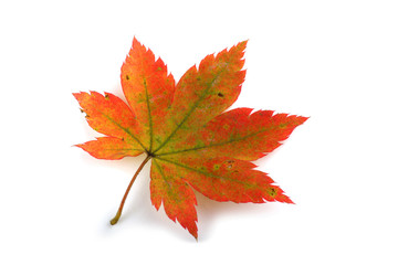 Autumn maple leaf