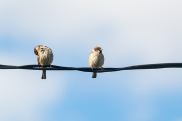 birds on a electric cable