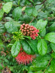 Red flowers blooming after the rain