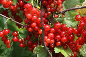 Growing red currant