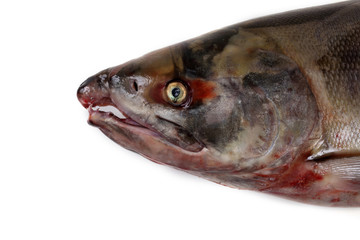 Chum salmon