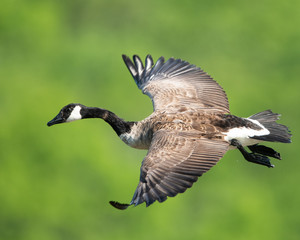canada goose in flight