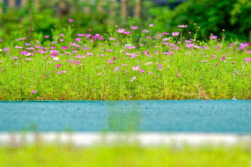 Plastic runway near full of colorful flowers