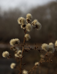 willow branches in spring
