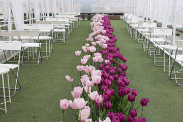many beautiful tulips ripen in the interior of the greenhouse