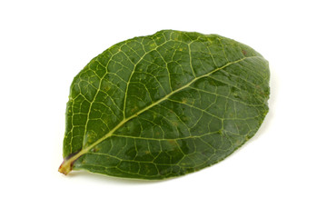 Fototapeta na wymiar Blueberry and leaf