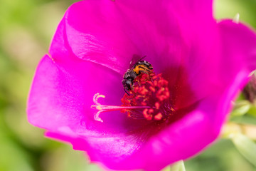 Close up of a working bee covered in pollen in a pink flower