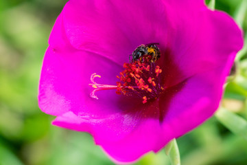 Close up of a working bee covered in pollen in a pink flower
